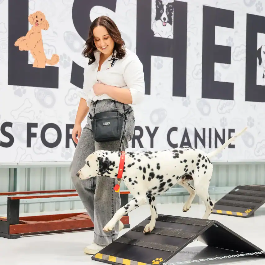 A woman guides a Dalmatian dog on a ramp at an indoor dog training facility, with cartoon dog illustrations and large text visible on the wall in the background.