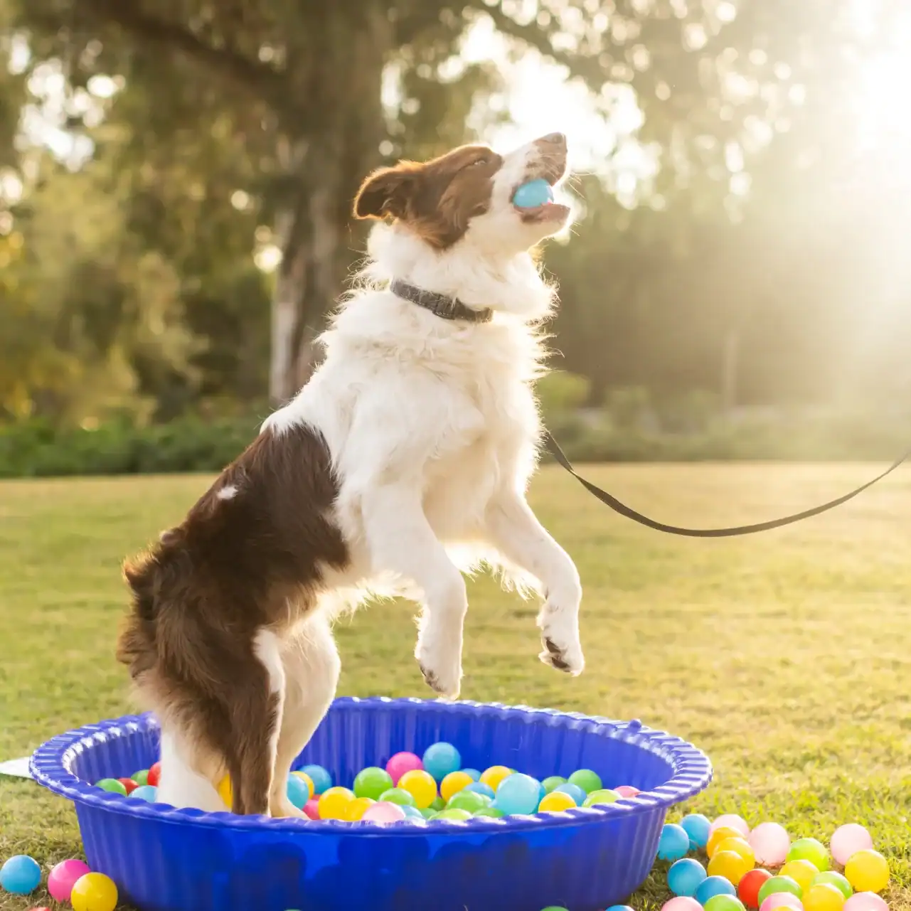 A playful dog jumps in a blue plastic kiddie pool filled with colorful balls, catching a blue ball in its mouth, with sunlight shining in a grassy outdoor area.
