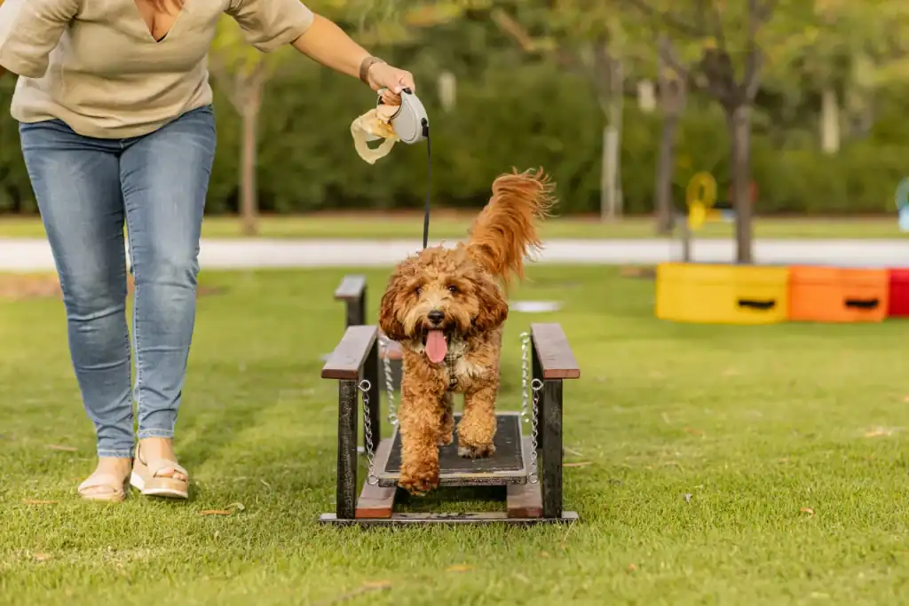 A fluffy brown dog on a leash is walking across a small wooden bridge in a grassy park, guided by a person wearing jeans and a beige top. The dog looks happy with its tongue out.