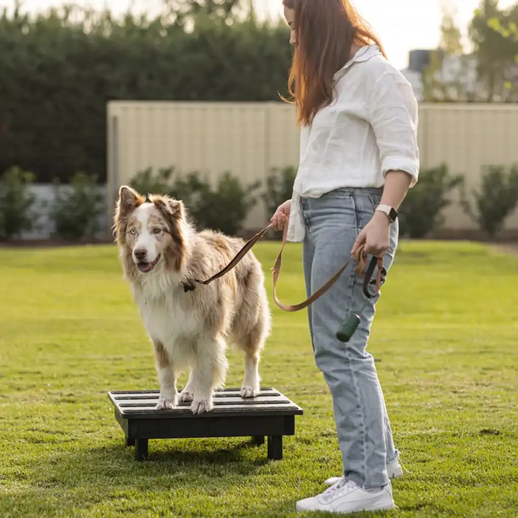 A person with long hair holds a leash and stands next to a fluffy dog on a raised platform in a grassy outdoor area. The dog looks forward while the person looks toward the dog. Trees and a fence are in the background.