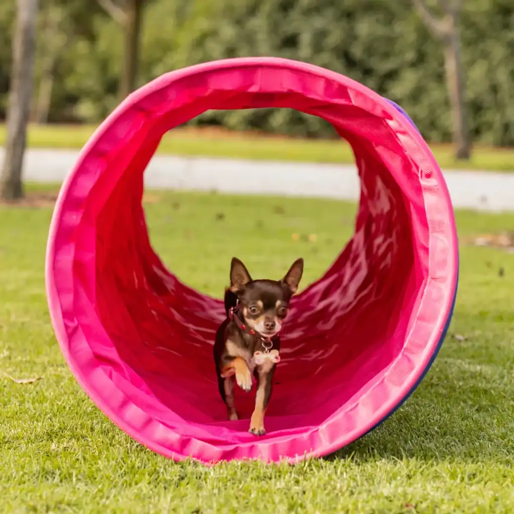 A small brown dog runs through a bright pink agility tunnel on grass in an outdoor park, with trees and shrubs blurred in the background.