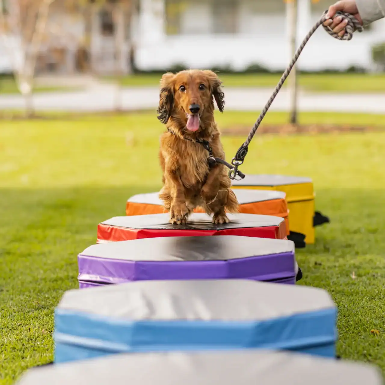A brown dachshund on a leash stands on colorful, elevated platforms outdoors, with its tongue out, during what appears to be a dog agility or training activity on grass.