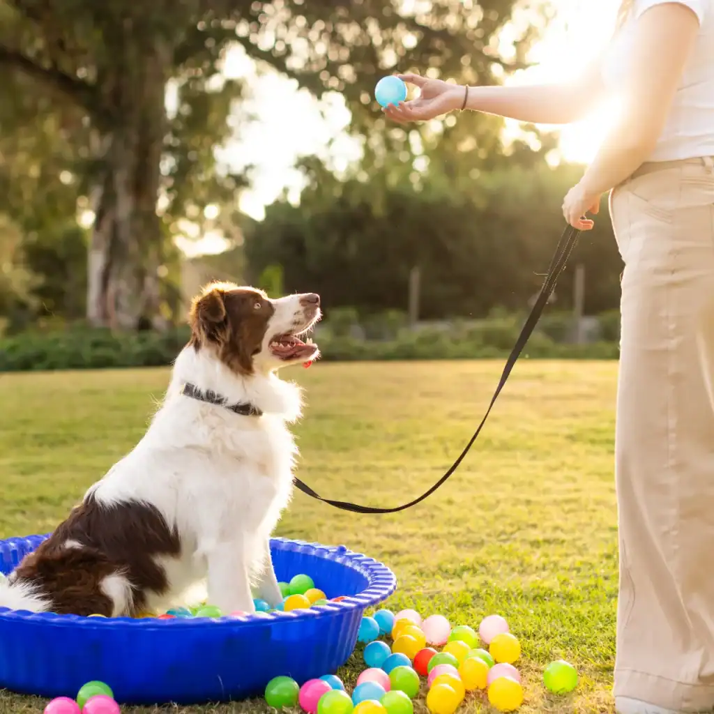 A dog sits in a blue kiddie pool filled with colorful plastic balls, looking up at a person holding a blue ball, outdoors on a sunny day. The person is holding the dog’s leash.