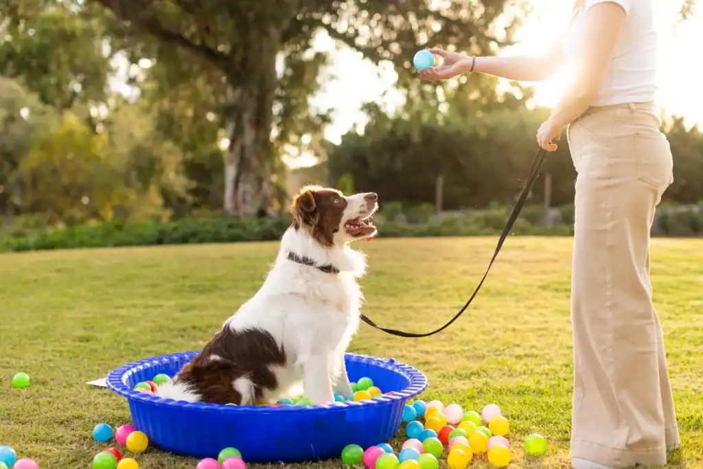 A dog sits in a blue plastic kiddie pool filled with colorful plastic balls while on a leash. A person stands nearby holding a ball, with green grass and trees in the background.