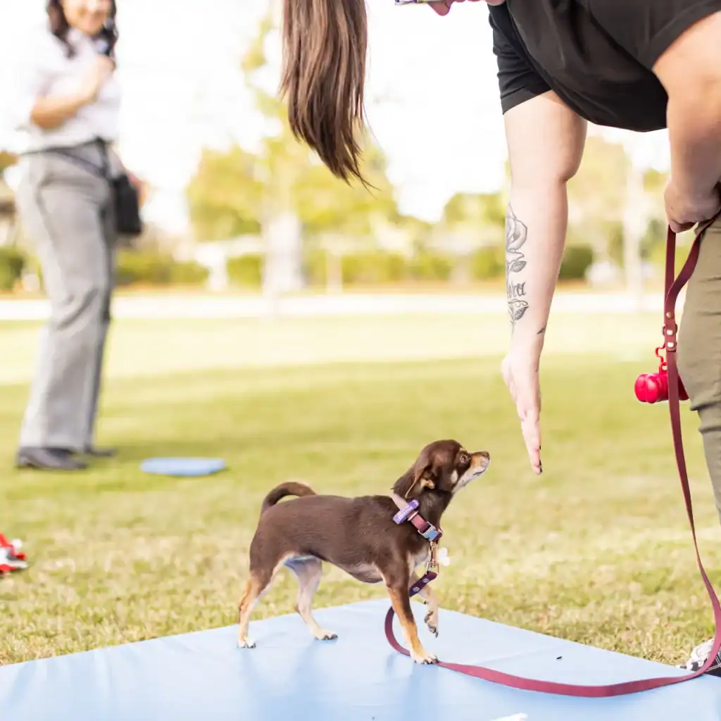 A small brown dog on a leash stands on a blue mat in a grassy park, looking up at a person offering their hand for a trick. Another person stands in the blurred background.