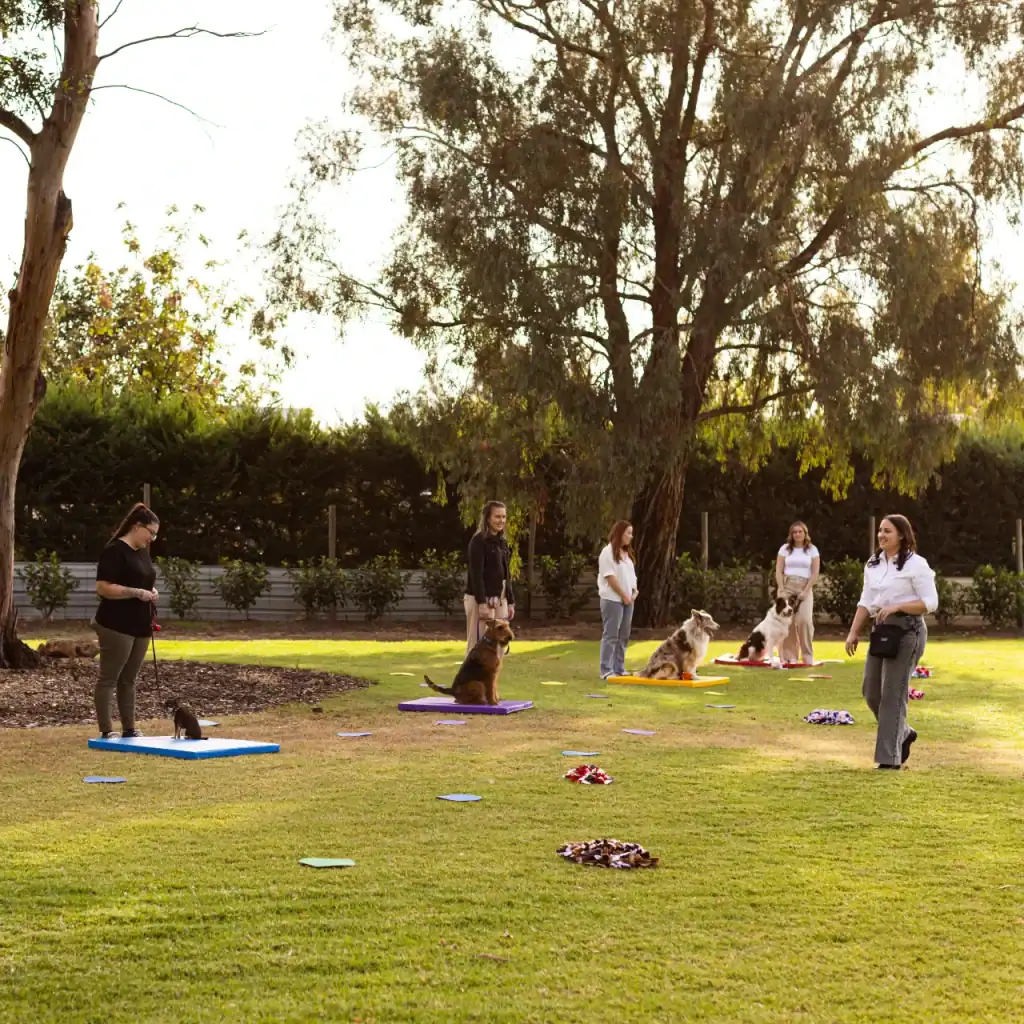 People are training dogs outdoors on a grassy field, each handler standing with their dog on a mat, surrounded by trees and scattered training props under a sunny sky.