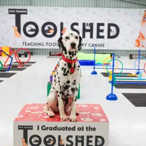 A Dalmatian with a red collar sits on a podium that reads “I Graduated at the Toolshed” in a brightly colored indoor dog training facility with agility equipment in the background.
