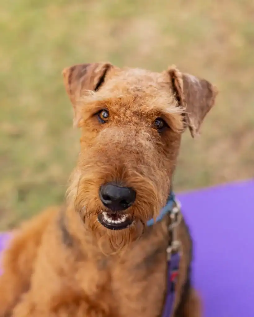 A brown, curly-haired dog with a blue collar sits on a purple mat, looking up at the camera with its mouth slightly open. The background is blurred grass.