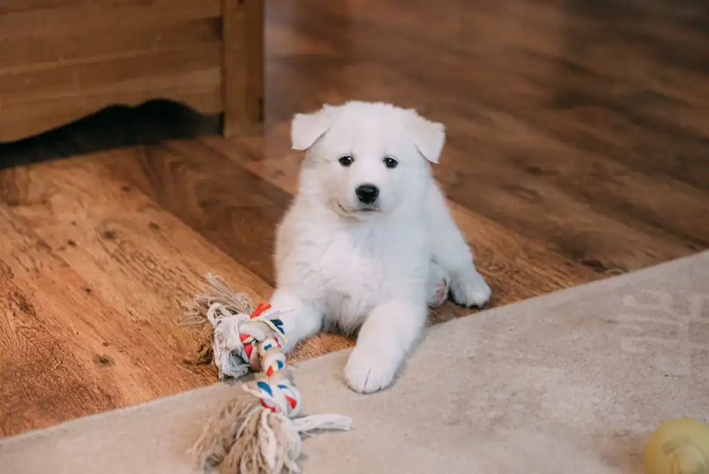A fluffy white puppy lies on a wooden floor with its front paws on a colorful rope toy, looking toward the camera. There is a light-colored rug and wooden furniture in the background.