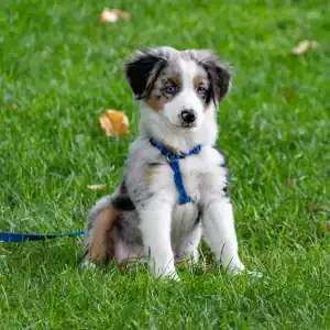 A fluffy puppy with black, white, and tan fur sits on green grass wearing a blue harness and leash, looking alert with blue eyes.