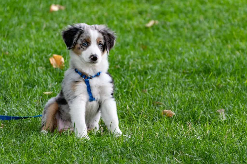 A fluffy puppy with a blue harness sits on green grass, looking slightly to the side. The puppy has white, brown, and black fur, and its leash trails off to the left.